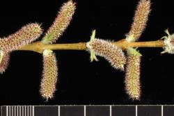Salix purpurea. Female catkins in opposite pairs.
 Image: D. Glenny © Landcare Research 2020 CC BY 4.0